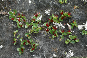 Salix herbacea